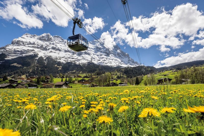 Eiger-Express-Eiger-Sommer-Blumenwiese